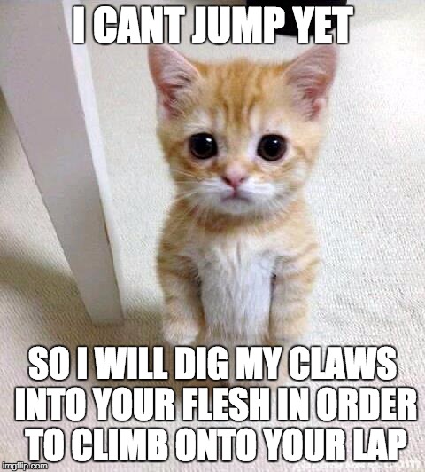 Cute Cat Meme | I CANT JUMP YET; SO I WILL DIG MY CLAWS INTO YOUR FLESH IN ORDER TO CLIMB ONTO YOUR LAP | image tagged in memes,cute cat,kittens | made w/ Imgflip meme maker