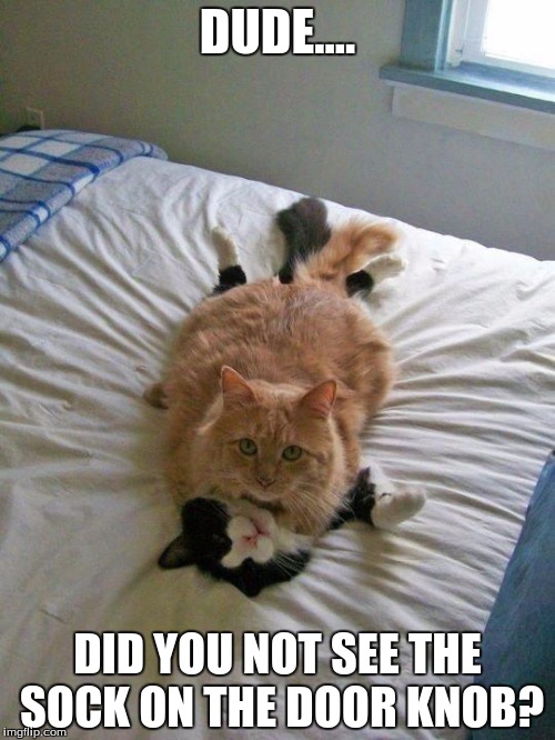 funny cats | DUDE.... DID YOU NOT SEE THE SOCK ON THE DOOR KNOB? | image tagged in funny cats | made w/ Imgflip meme maker