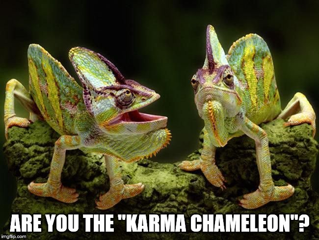 He's hard to pin down. He comes and goes... | ARE YOU THE "KARMA CHAMELEON"? | image tagged in memes,animals,music,culture club,karma chameleon,chameleons | made w/ Imgflip meme maker