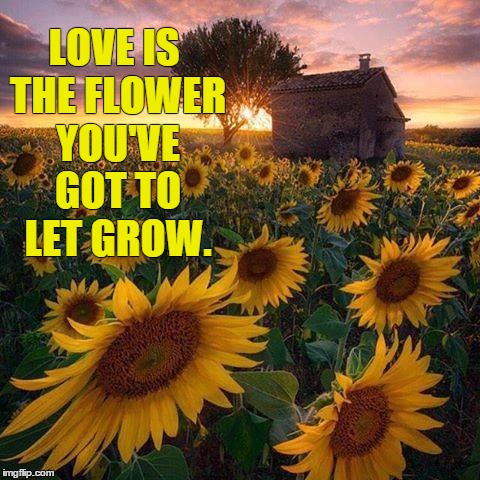 Love is the flower you've got to let grow. -John Lennon | LOVE IS THE FLOWER YOU'VE GOT TO LET GROW. | image tagged in love is the flower you've got to let grow -john lennon | made w/ Imgflip meme maker