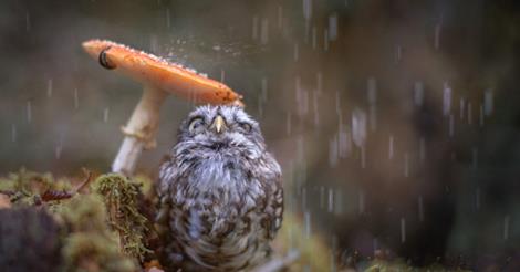 Owl under Mushroom Blank Meme Template