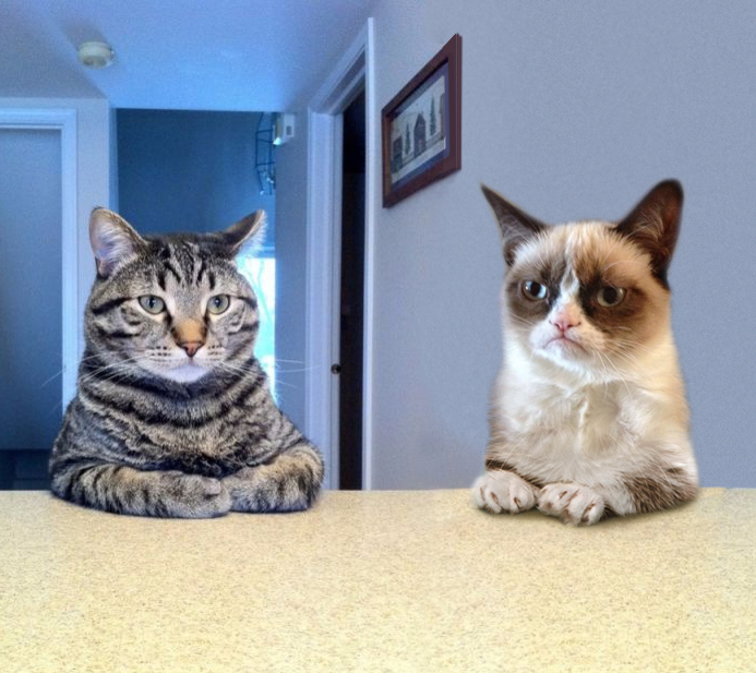 Two Grumpy Cats Blank Meme Template