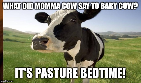 WHAT DID MOMMA COW SAY TO BABY COW? IT'S PASTURE BEDTIME! | made w/ Imgflip meme maker