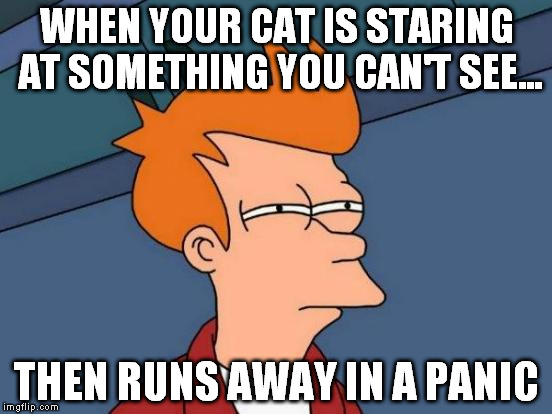 Cats seem to have a 6th sense...   |  WHEN YOUR CAT IS STARING AT SOMETHING YOU CAN'T SEE... THEN RUNS AWAY IN A PANIC | image tagged in memes,futurama fry | made w/ Imgflip meme maker