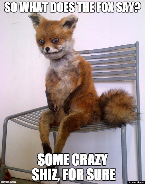 frightened fox | SO WHAT DOES THE FOX SAY? SOME CRAZY SHIZ, FOR SURE | image tagged in frightened fox | made w/ Imgflip meme maker