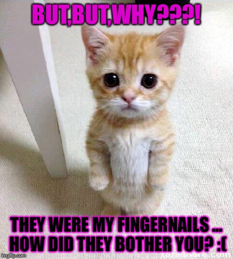 Never declaw a cat! | BUT,BUT,WHY???! THEY WERE MY FINGERNAILS ... HOW DID THEY BOTHER YOU? :( | image tagged in memes,cute cat,famil,pet,love,happytimes | made w/ Imgflip meme maker