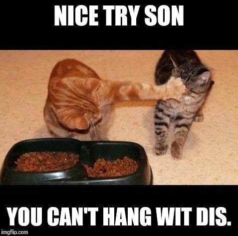 cats share food | NICE TRY SON; YOU CAN'T HANG WIT DIS. | image tagged in cats share food | made w/ Imgflip meme maker