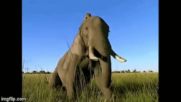 Tippi-é | image tagged in gifs,elephant,nature,tippi degr,wildlive | made w/ Imgflip video-to-gif maker