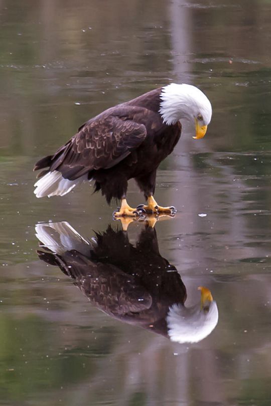 Eagle's Reflection Blank Meme Template