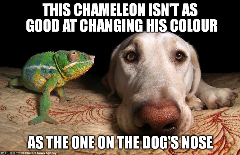THIS CHAMELEON ISN'T AS GOOD AT CHANGING HIS COLOUR; AS THE ONE ON THE DOG'S NOSE | image tagged in memes,chameleons | made w/ Imgflip meme maker