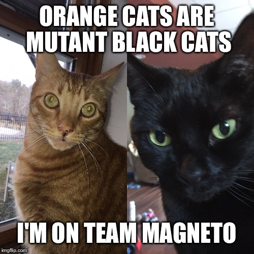 ORANGE CATS ARE MUTANT BLACK CATS; I'M ON TEAM MAGNETO | image tagged in black cat | made w/ Imgflip meme maker