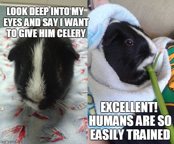 LOOK DEEP INTO MY EYES AND SAY I WANT TO GIVE HIM CELERY; EXCELLENT! HUMANS ARE SO EASILY TRAINED | image tagged in pets | made w/ Imgflip meme maker