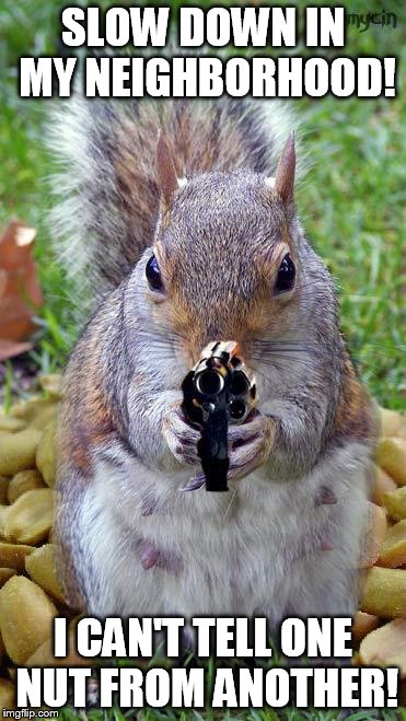 funny squirrels with guns (5) | SLOW DOWN IN MY NEIGHBORHOOD! I CAN'T TELL ONE NUT FROM ANOTHER! | image tagged in funny squirrels with guns 5 | made w/ Imgflip meme maker