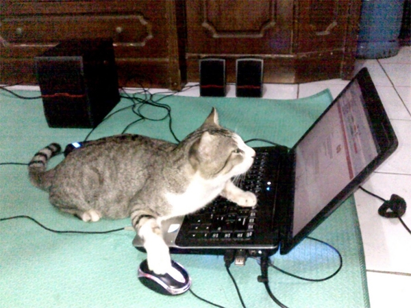 Hacker Cat Blank Template Imgflip