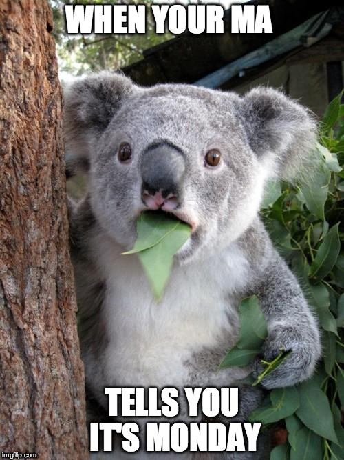 Surprised Koala | WHEN YOUR MA; TELLS YOU IT'S MONDAY | image tagged in memes,surprised koala | made w/ Imgflip meme maker