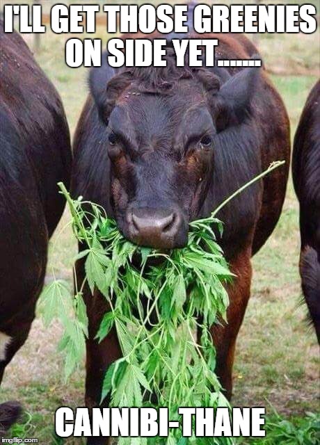 cow-dope | I'LL GET THOSE GREENIES ON SIDE YET....... CANNIBI-THANE | image tagged in cow-dope | made w/ Imgflip meme maker