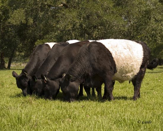 oreo cattle Blank Meme Template