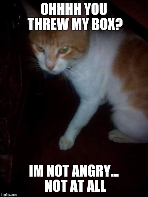 Maru The Cat | OHHHH YOU THREW MY BOX? IM NOT ANGRY... NOT AT ALL | image tagged in grumpy cat,cat,angry,looking,box | made w/ Imgflip meme maker