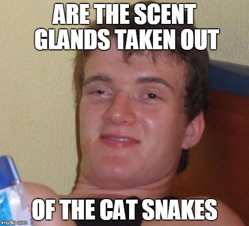 10 Guy Meme | ARE THE SCENT GLANDS TAKEN OUT; OF THE CAT SNAKES | image tagged in memes,10 guy,AdviceAnimals | made w/ Imgflip meme maker