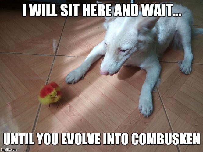 Torchic | I WILL SIT HERE AND WAIT... UNTIL YOU EVOLVE INTO COMBUSKEN | image tagged in shiva and torchic,dogs,pokemon | made w/ Imgflip meme maker