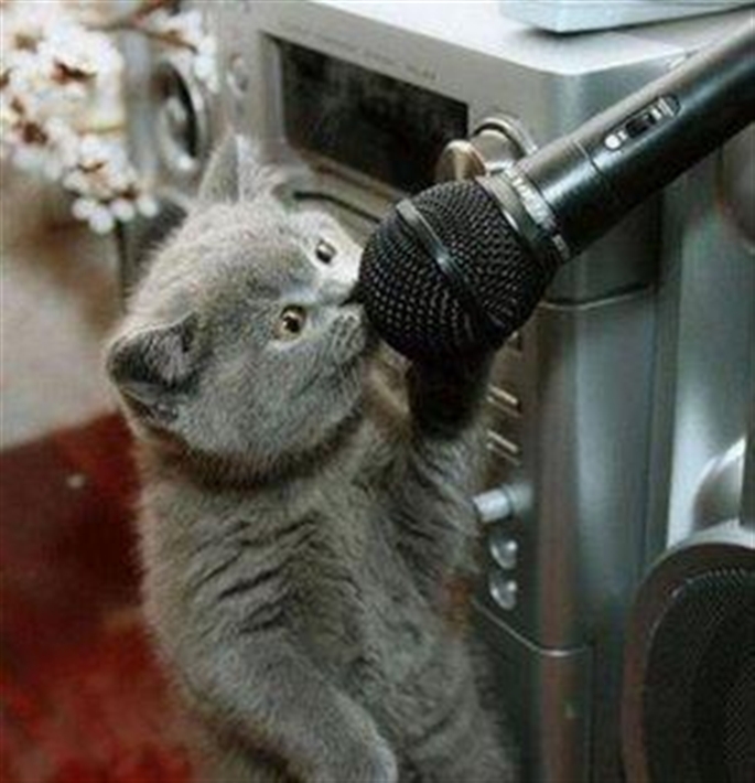 High Quality Cat microphone Blank Meme Template