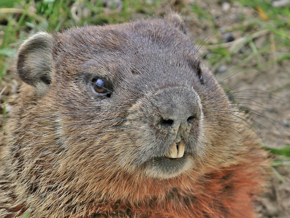 Ground hog Blank Meme Template