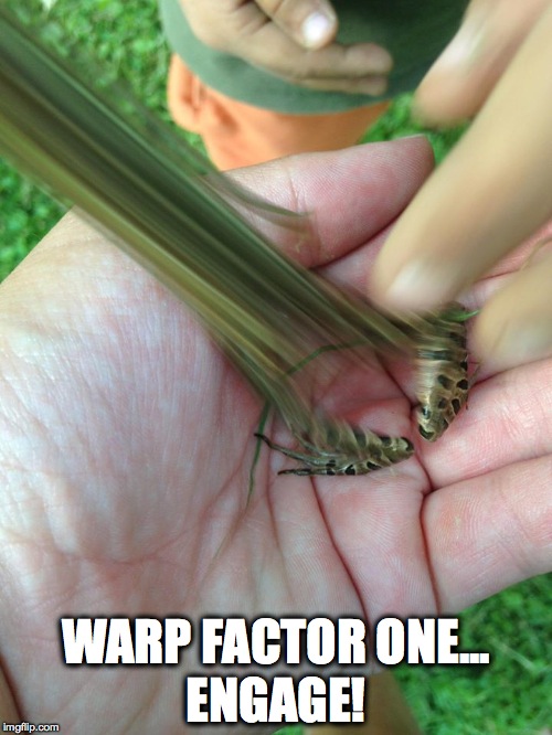 Frog Trek | ENGAGE! WARP FACTOR ONE... | image tagged in warp speed,frog,star trek,time lapse | made w/ Imgflip meme maker