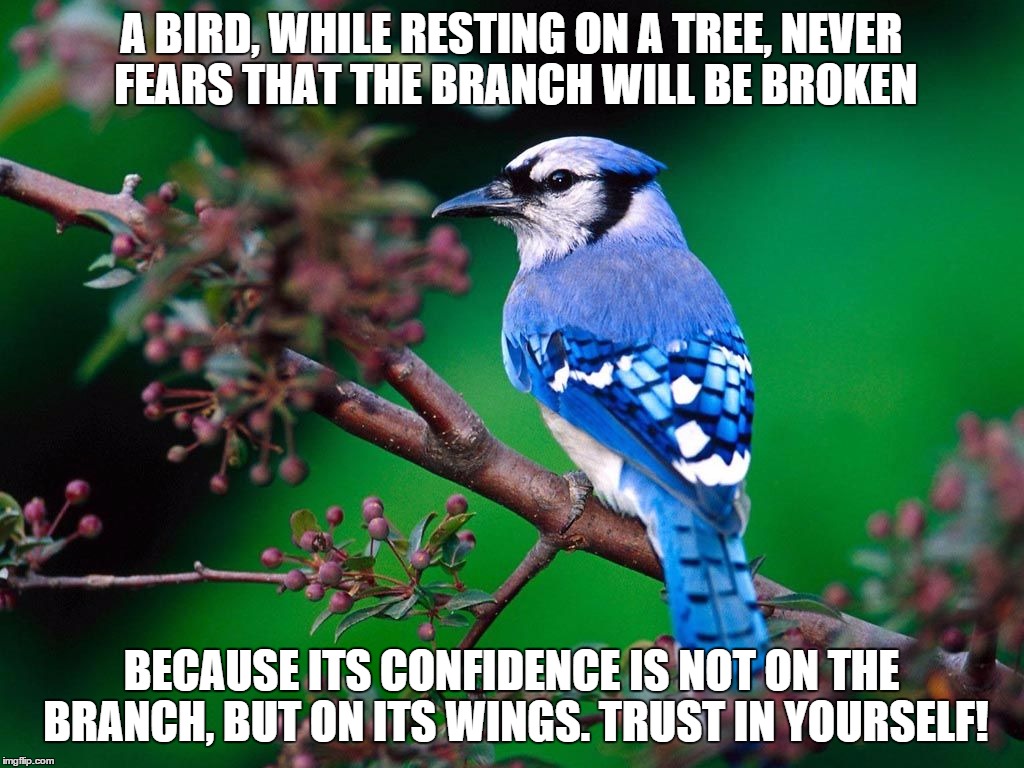 Confident bird.... | A BIRD, WHILE RESTING ON A TREE, NEVER FEARS THAT THE BRANCH WILL BE BROKEN; BECAUSE ITS CONFIDENCE IS NOT ON THE BRANCH, BUT ON ITS WINGS. TRUST IN YOURSELF! | image tagged in bird,tree,branch,confidence | made w/ Imgflip meme maker