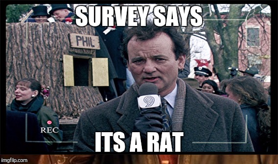SURVEY SAYS ITS A RAT | made w/ Imgflip meme maker