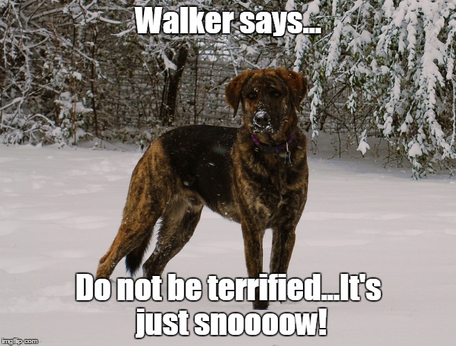 Walker Says... | Walker says... Do not be terrified...It's just snoooow! | image tagged in dog,snow,winter is coming,winter,scared | made w/ Imgflip meme maker