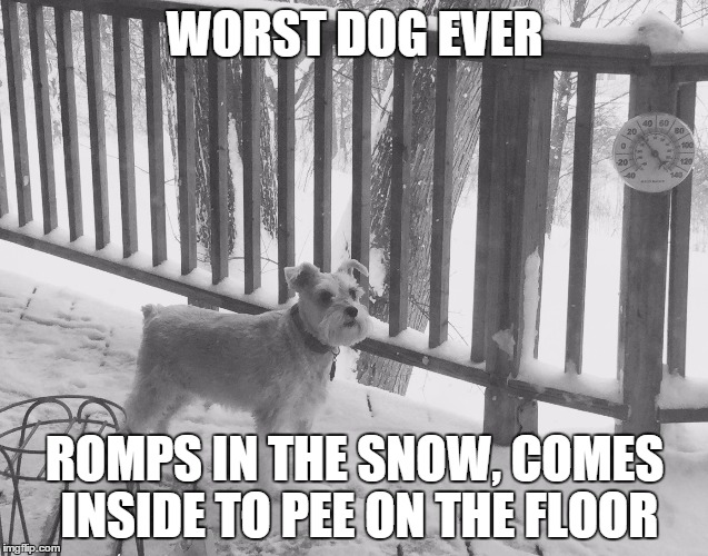 WORST DOG EVER; ROMPS IN THE SNOW, COMES INSIDE TO PEE ON THE FLOOR | image tagged in greta | made w/ Imgflip meme maker