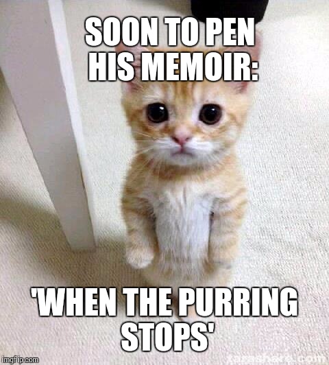 Cute Cat | SOON TO PEN HIS MEMOIR:; 'WHEN THE PURRING STOPS' | image tagged in memes,cute cat | made w/ Imgflip meme maker