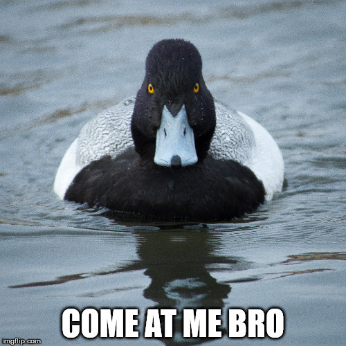 Intimidating Duck | COME AT ME BRO | image tagged in duck,come at me bro | made w/ Imgflip meme maker