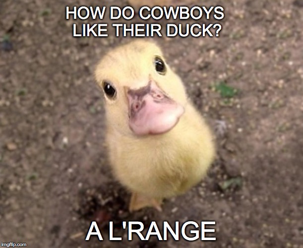 Not funny? Put it on my bill. | HOW DO COWBOYS LIKE THEIR DUCK? A L'RANGE | image tagged in duck,cowboys,l'orange,l'range | made w/ Imgflip meme maker