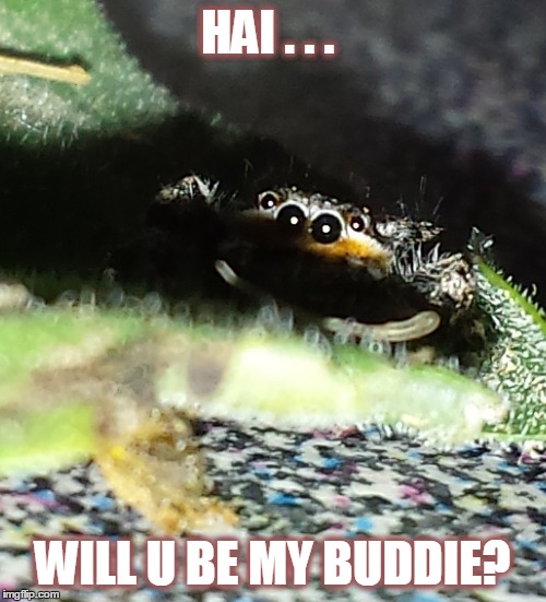 HAI . . . WILL U BE MY BUDDIE? | made w/ Imgflip meme maker