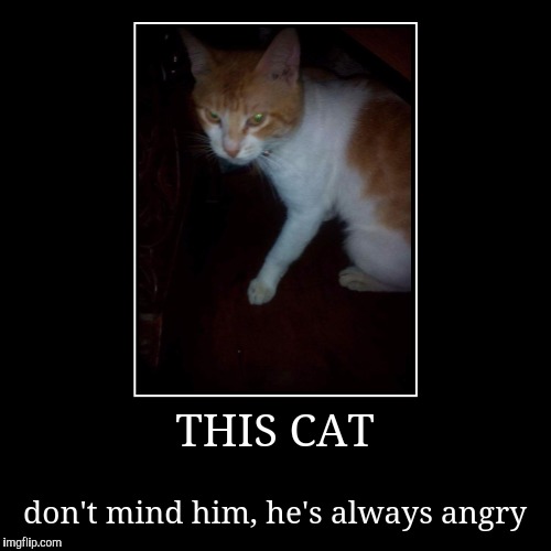 Maru the Cat | image tagged in funny,demotivationals,grumpy cat | made w/ Imgflip demotivational maker