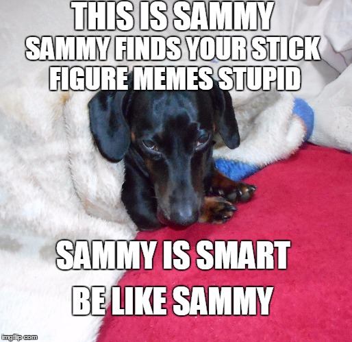 Sammy on Stick Figure Memes |  THIS IS SAMMY; SAMMY FINDS YOUR STICK FIGURE MEMES STUPID; SAMMY IS SMART; BE LIKE SAMMY | image tagged in sammy the dachshund,dachshunds,stick figure | made w/ Imgflip meme maker
