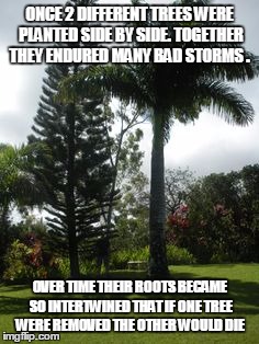 ONCE 2 DIFFERENT TREES WERE PLANTED SIDE BY SIDE. TOGETHER THEY ENDURED MANY BAD STORMS . OVER TIME THEIR ROOTS BECAME SO INTERTWINED THAT IF ONE TREE WERE REMOVED THE OTHER WOULD DIE | image tagged in i love you | made w/ Imgflip meme maker