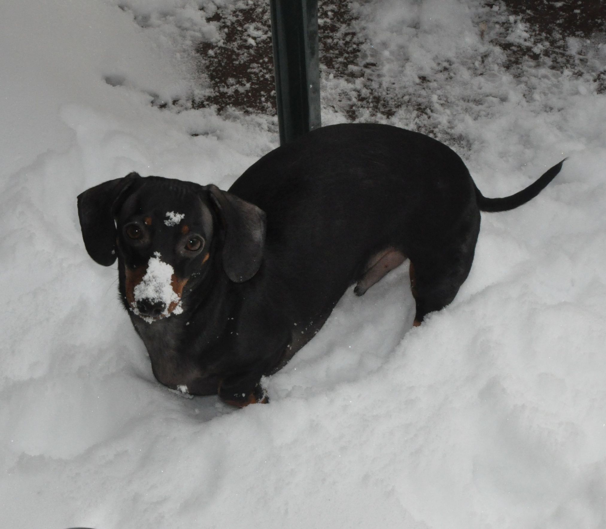 Frankie the Dachsund (Winter) Blank Meme Template