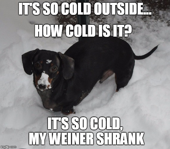 Frankie the Dachshund 2016 Blizzard | IT'S SO COLD OUTSIDE... HOW COLD IS IT? IT'S SO COLD, MY WEINER SHRANK | image tagged in frankie the dachsund winter,dachshunds,winter,cold weather,blizzard | made w/ Imgflip meme maker