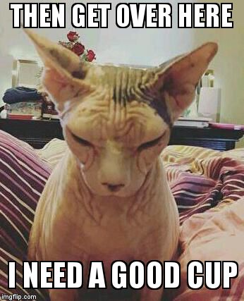 extra grumpy bald cat | THEN GET OVER HERE I NEED A GOOD CUP | image tagged in extra grumpy bald cat | made w/ Imgflip meme maker