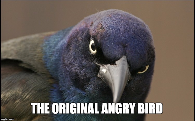 The Original Angry Bird | THE ORIGINAL ANGRY BIRD | image tagged in the original angry bird,angry bird,angry birds,grackle,birds,bird | made w/ Imgflip meme maker