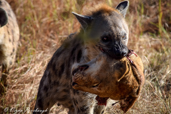 Hyena Death Blank Meme Template
