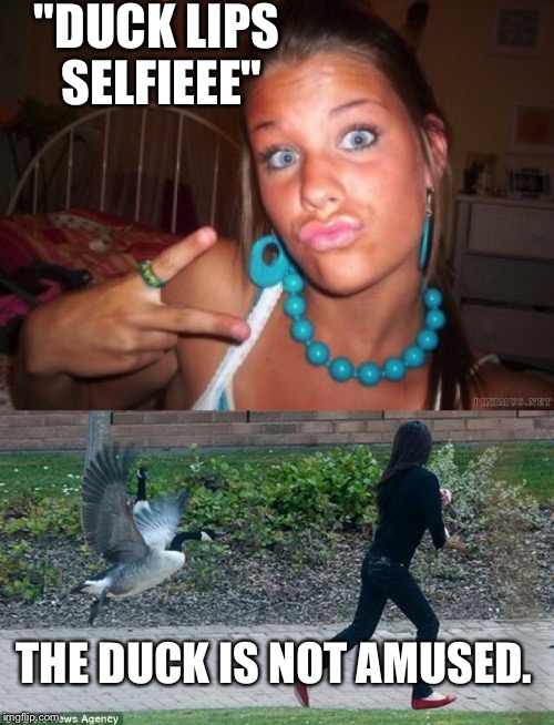 "DUCK LIPS SELFIEEE"; THE DUCK IS NOT AMUSED. | image tagged in memes | made w/ Imgflip meme maker