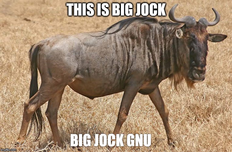 BJK | THIS IS BIG JOCK; BIG JOCK GNU | image tagged in animals,liars | made w/ Imgflip meme maker