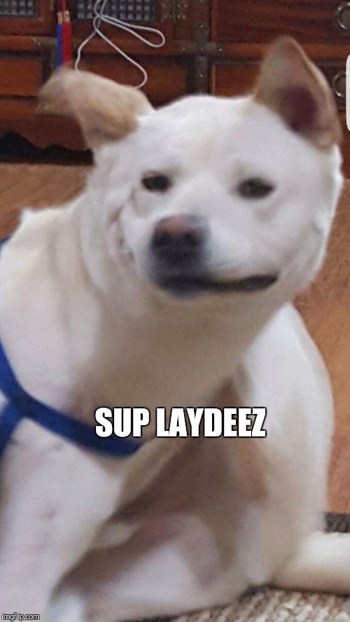 Sup Laydeez | SUP LAYDEEZ | image tagged in dog says | made w/ Imgflip meme maker