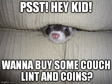 So long as he's living in there he should at least try to turn a profit, amirite? | PSST! HEY KID! WANNA BUY SOME COUCH LINT AND COINS? | image tagged in ferret,there are no tags fitting this criteria,seriously | made w/ Imgflip meme maker