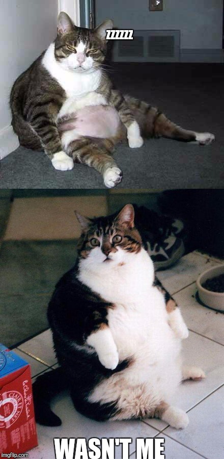 Wasn't me | ZZZZZZ; WASN'T ME | image tagged in wasn't me,fat,fat cat | made w/ Imgflip meme maker