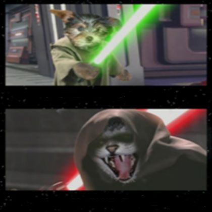 High Quality Dog Vs Cat Lightsabers Blank Meme Template