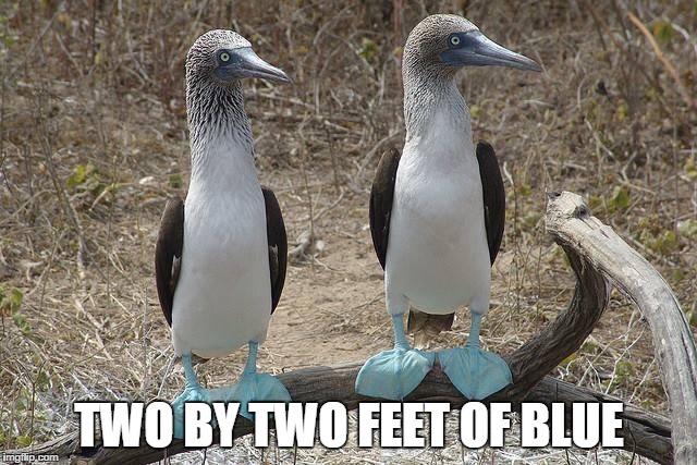 blue sun, blue feet | TWO BY TWO FEET OF BLUE | image tagged in firefly,boobies,blue sun | made w/ Imgflip meme maker
